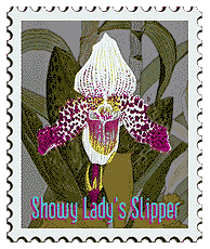 Copyright © 1998 WriteLine. All Rights Reserved. Lady's Slipper