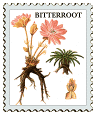 Copyright © 1998 WriteLine. All Rights Reserved. Bitterroot flower