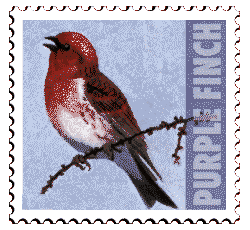 Copyright © 1997 WriteLine. All Rights Reserved. Purple Finch bird