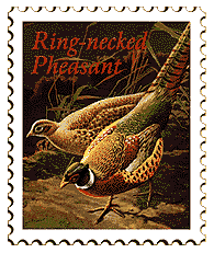 Copyright © 1998 WriteLine. All Rights Reserved. Ring-necked Pheasant