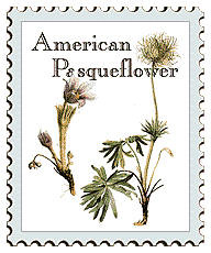 Copyright © 1998 WriteLine. All Rights Reserved. American Pasqueflower